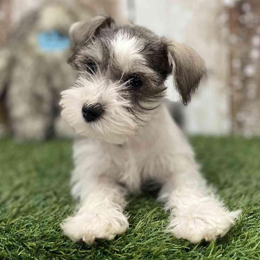 Female Miniature Schnauzer Puppy for Sale in Braintree, MA