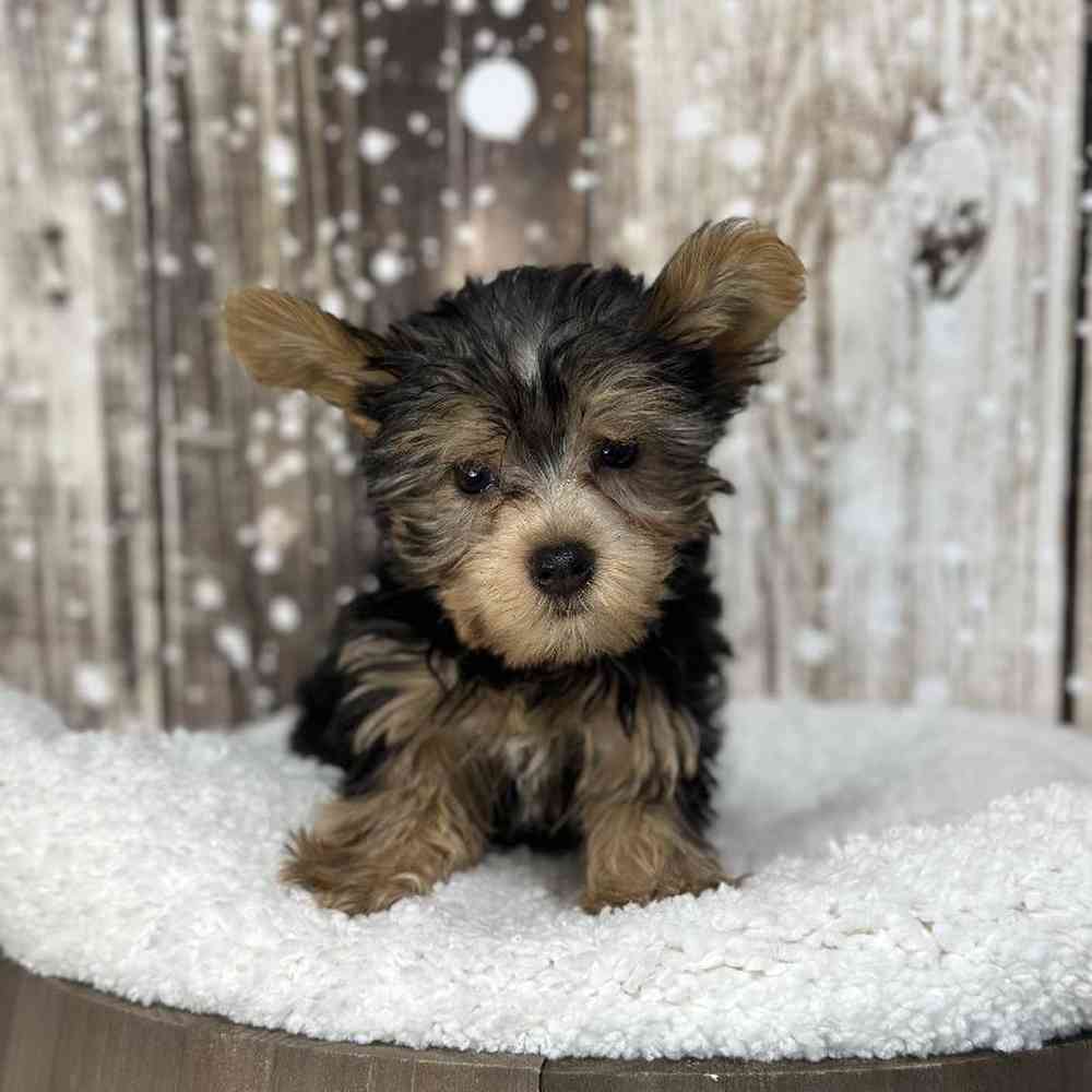 Male Yorkshire Terrier Puppy for Sale in Saugus, MA