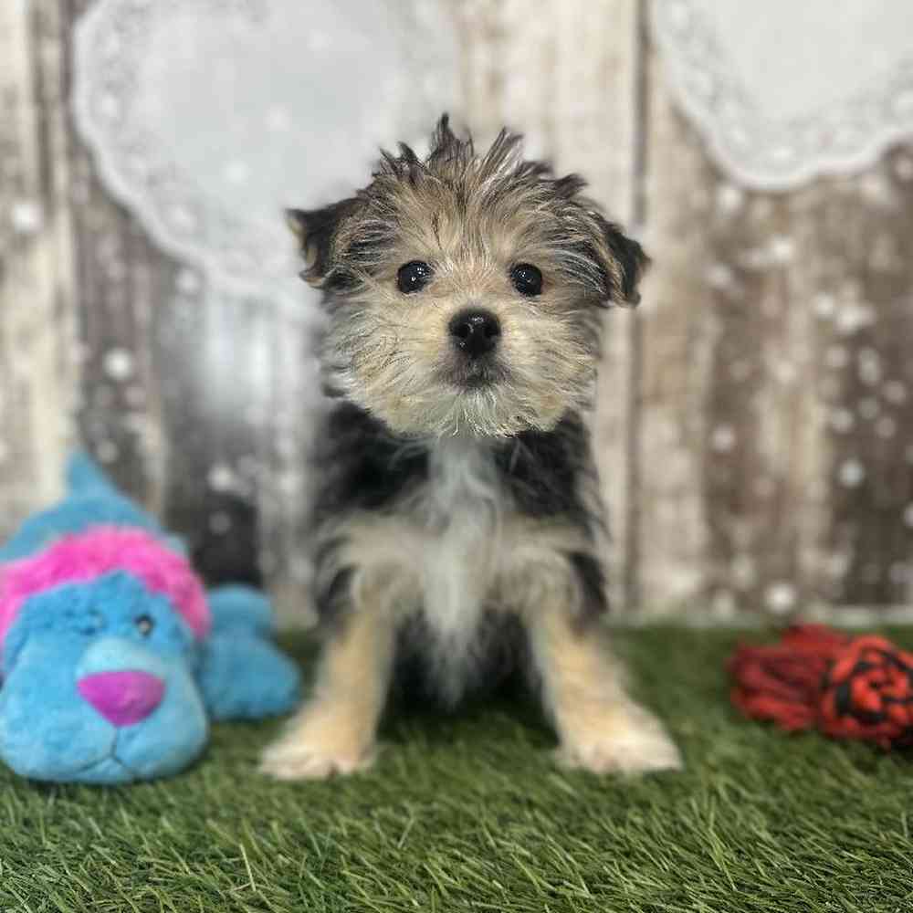 Male Morkie Puppy for Sale in Saugus, MA