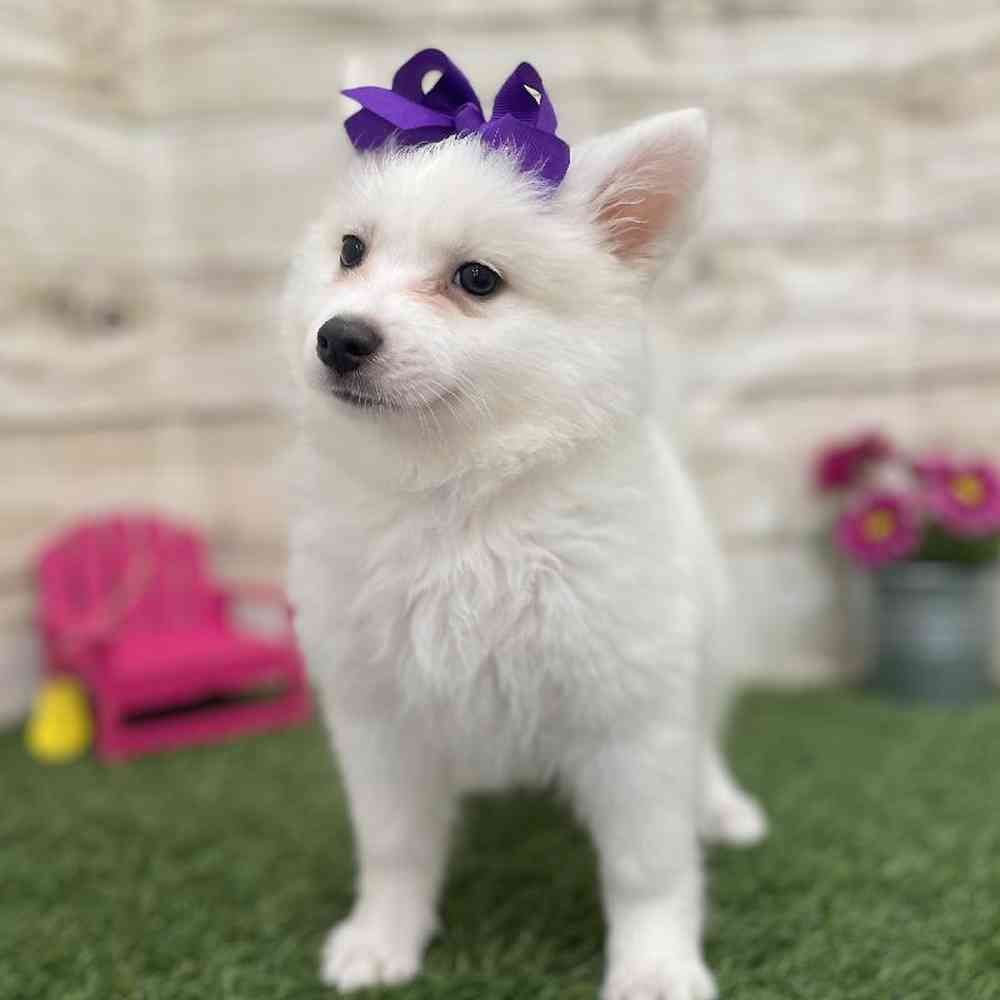 Female American Eskimo Puppy for Sale in Braintree, MA
