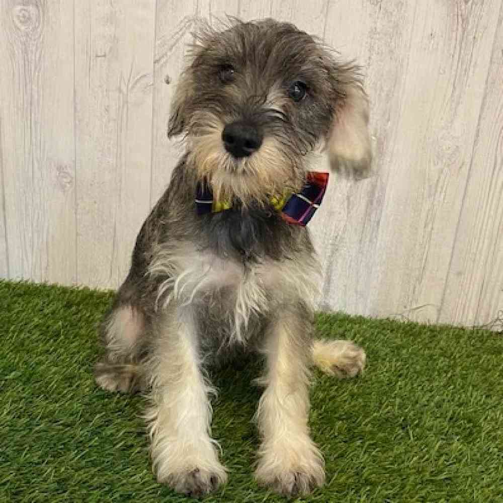 Male Miniature Schnauzer Puppy for sale