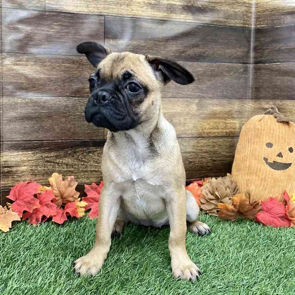 Female Frug Puppy for Sale in Braintree, MA