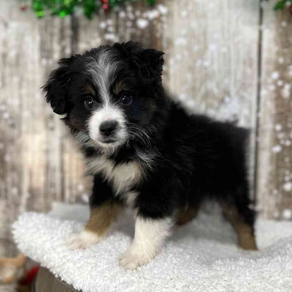 Male Miniature Australian Shepherd Puppy for Sale in Saugus, MA