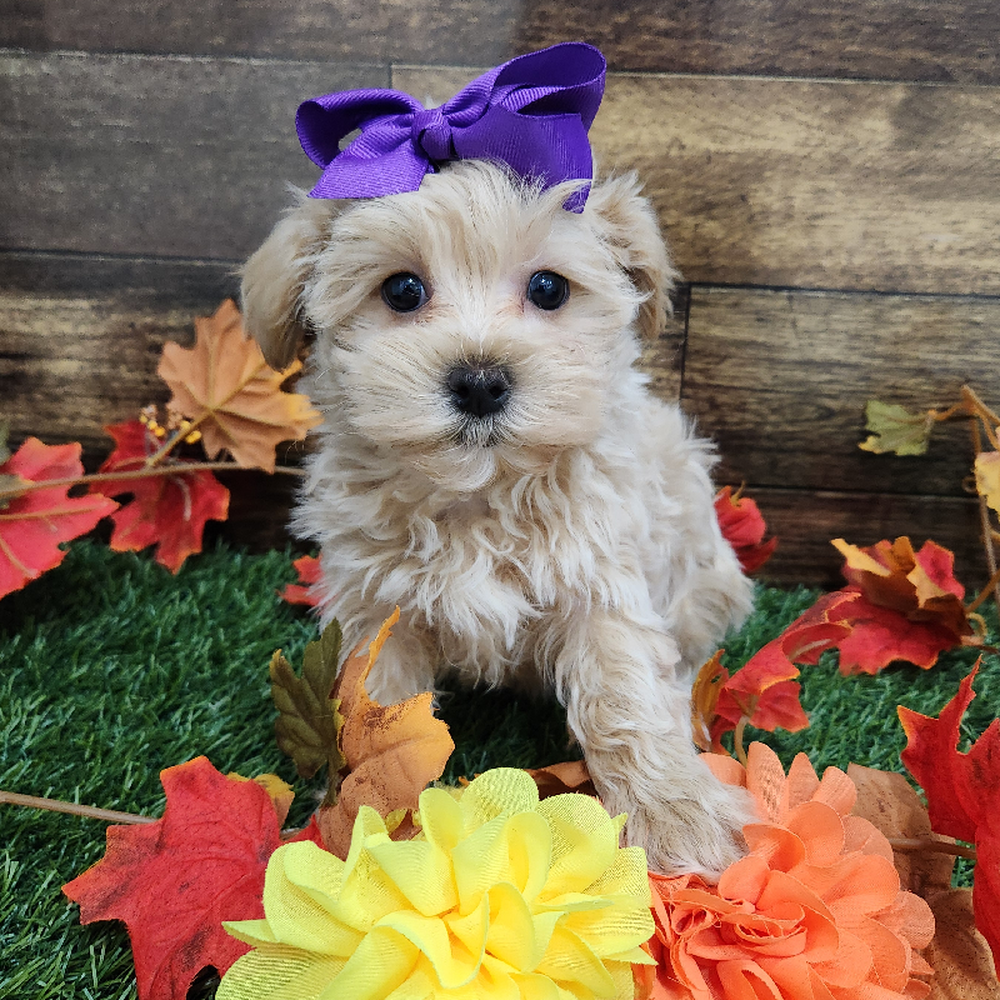 Female Malti-Poo Puppy for Sale in Braintree, MA