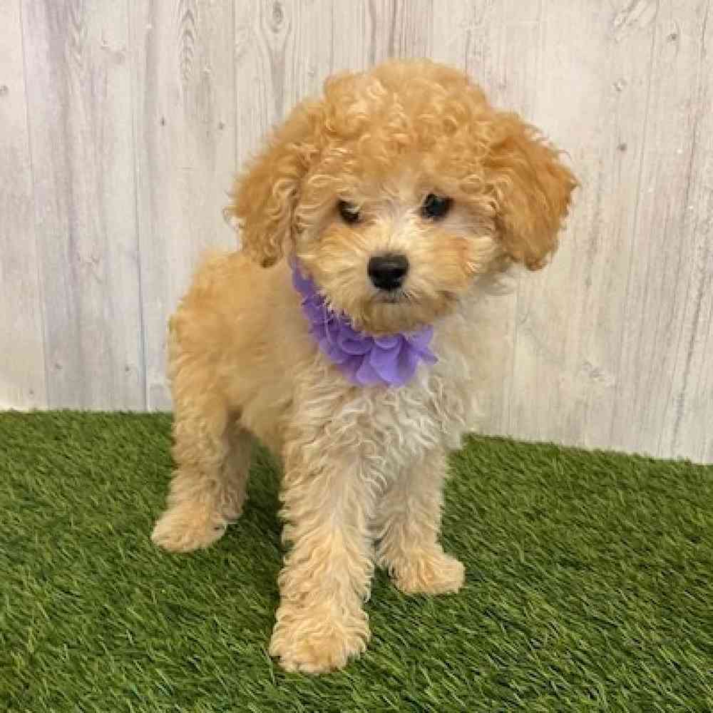 Female Poodle (MINI) Puppy for sale