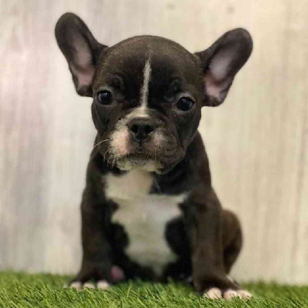 Female French Bulldog Puppy for sale