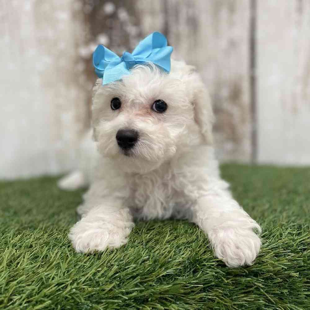 Female Bichon Frise Puppy for Sale in Braintree, MA