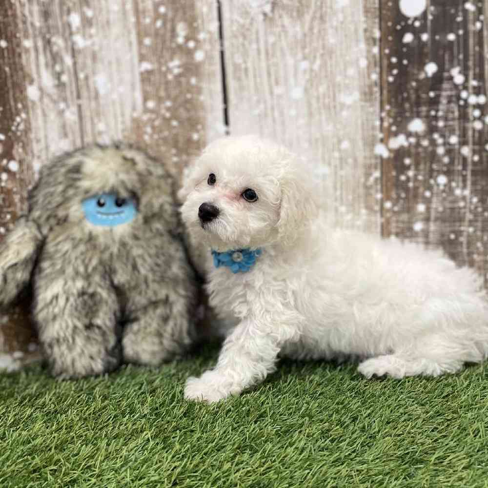 Female Bichon Frise Puppy for Sale in Braintree, MA