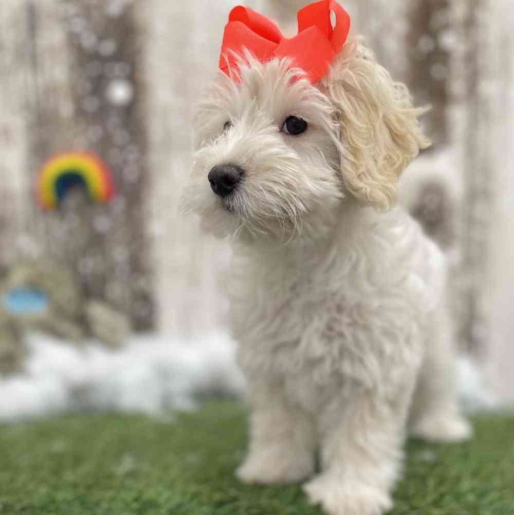 Female Mini Goldendoodle 2nd Gen Puppy for Sale in Braintree, MA