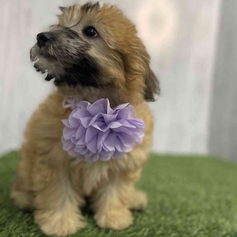 Female Mini Whoodle Puppy for sale