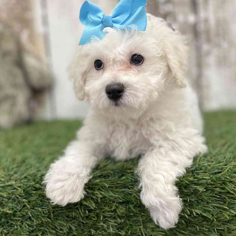 Female Bichon Frise Puppy for Sale in Braintree, MA