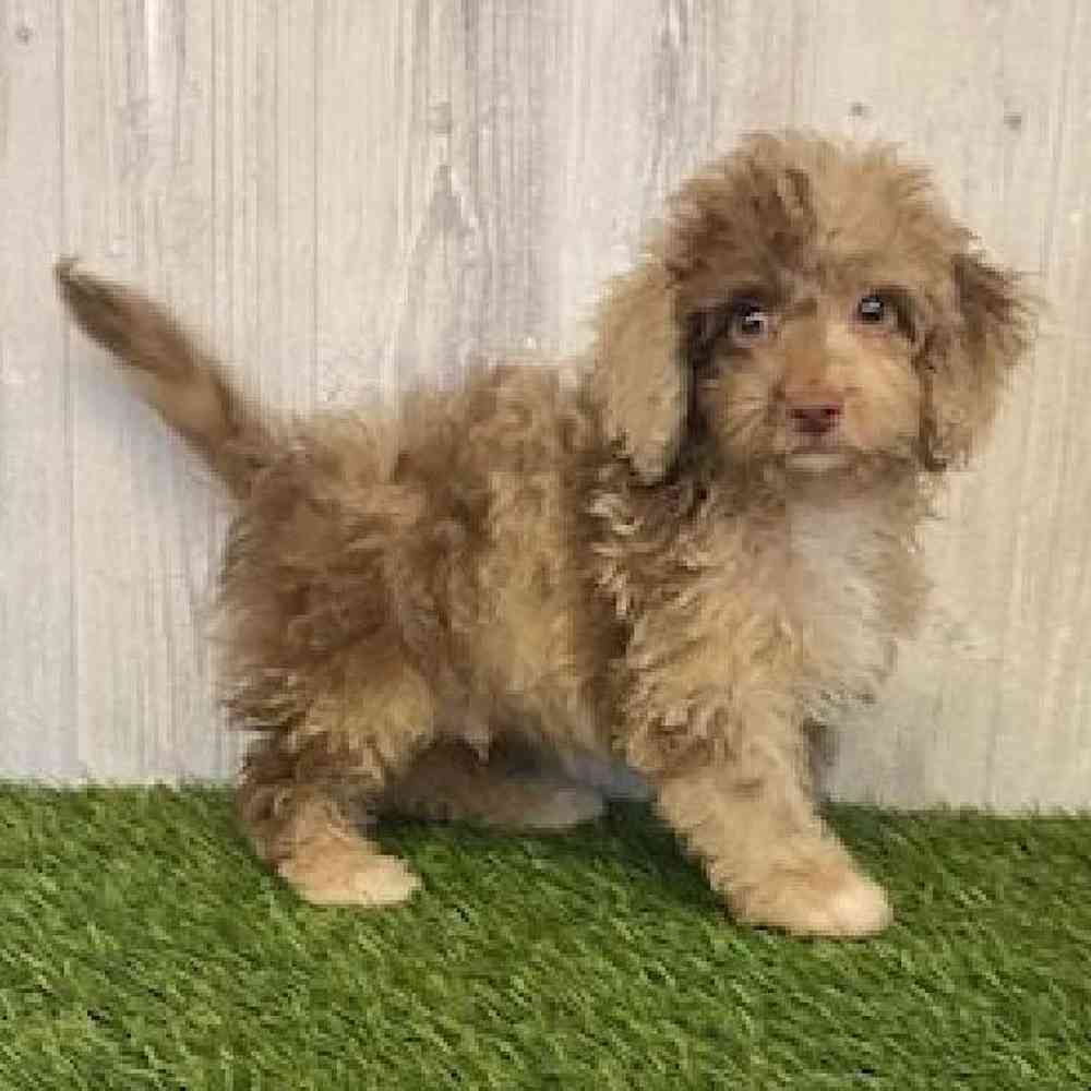 Male Cockapoo Puppy for sale