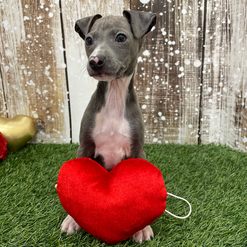 Male Italian Greyhound Puppy for Sale in Braintree, MA