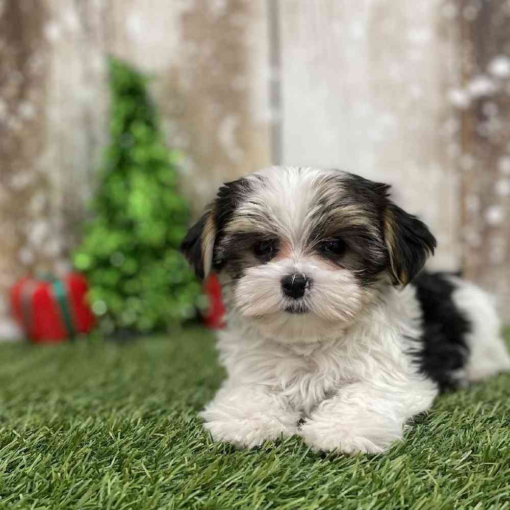 Male Morkie Puppy for Sale in Braintree, MA