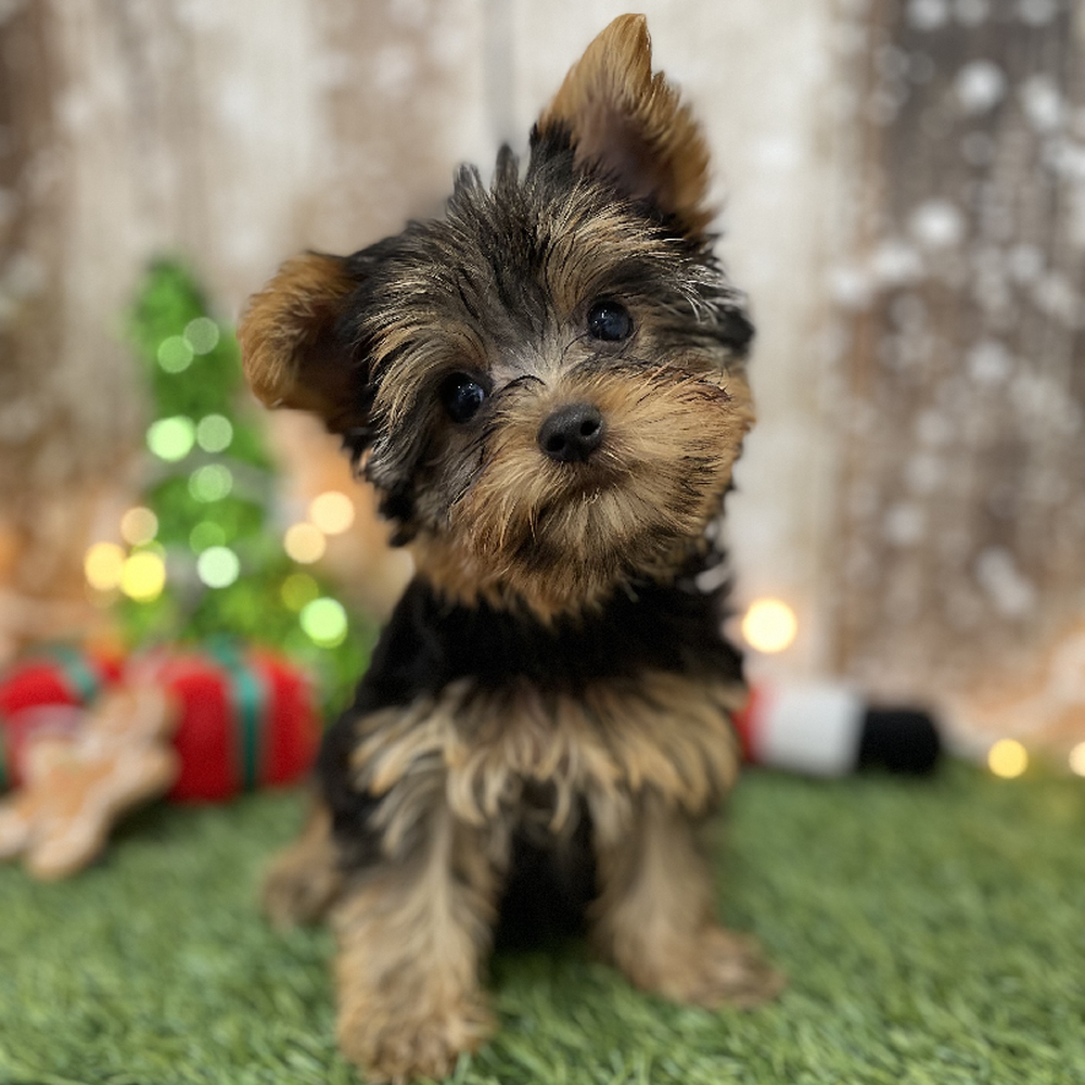 Female Yorkshire Terrier Puppy for Sale in Braintree, MA