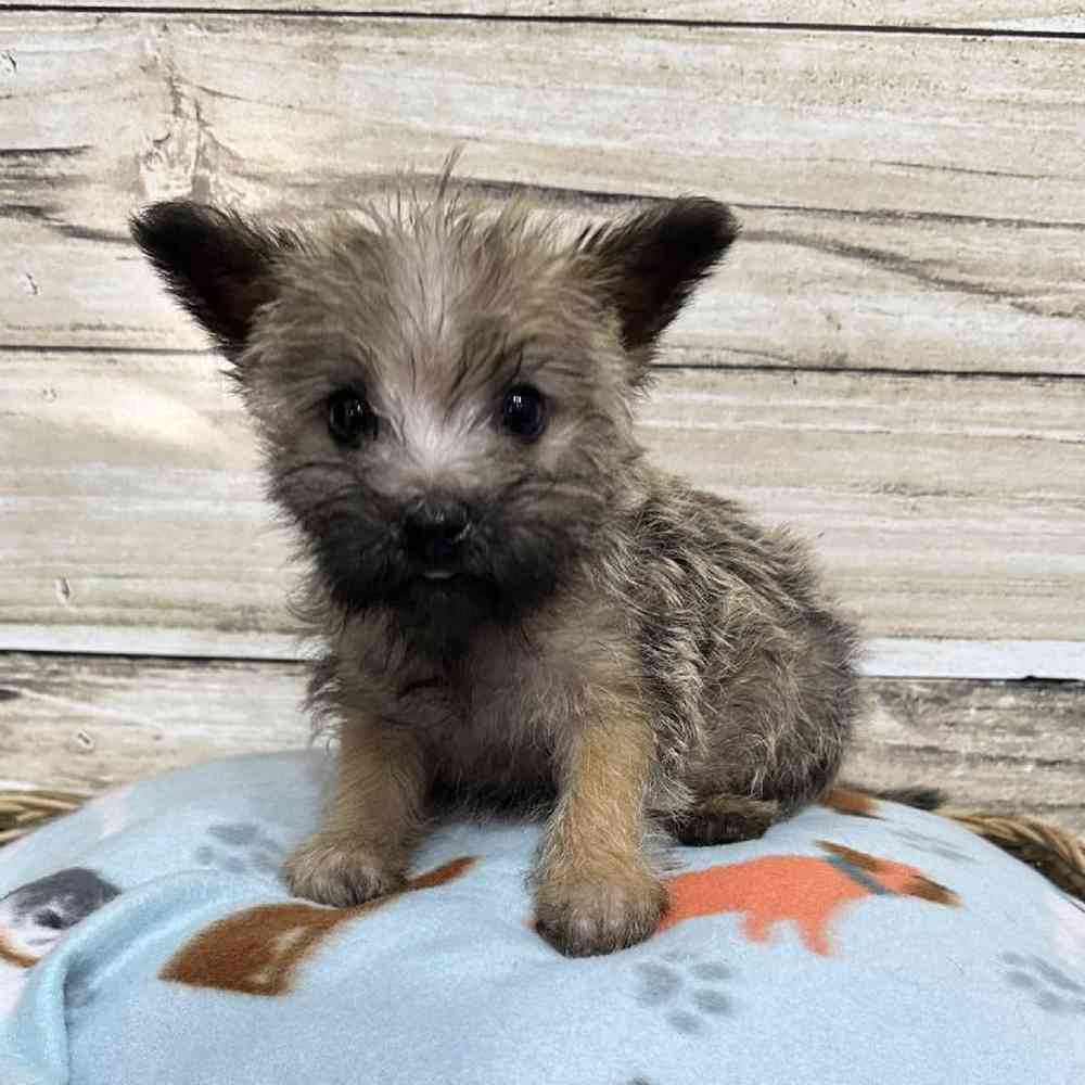 Male Cairn Terrier Puppy for Sale in Saugus, MA