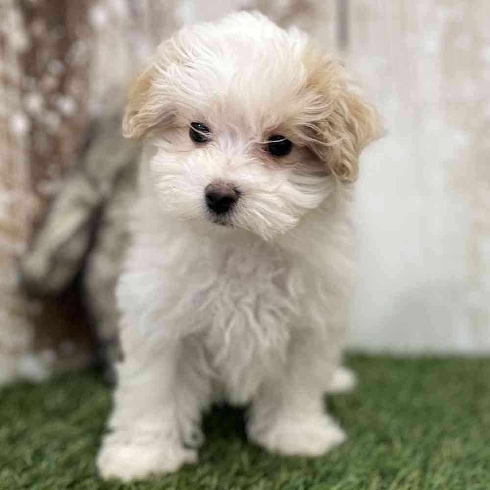 Female Malti-Poo Puppy for Sale in Braintree, MA