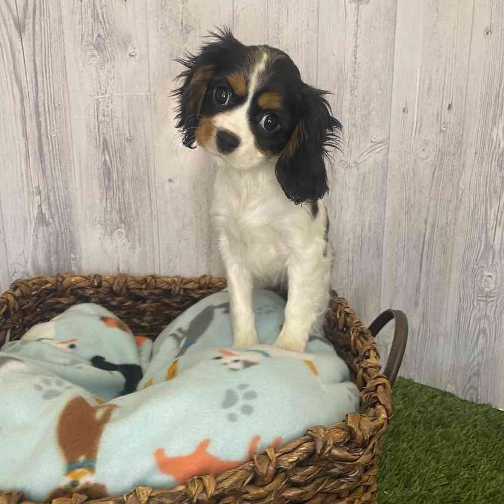 Female Cavalier King Charles Spaniel Puppy for Sale in Saugus, MA