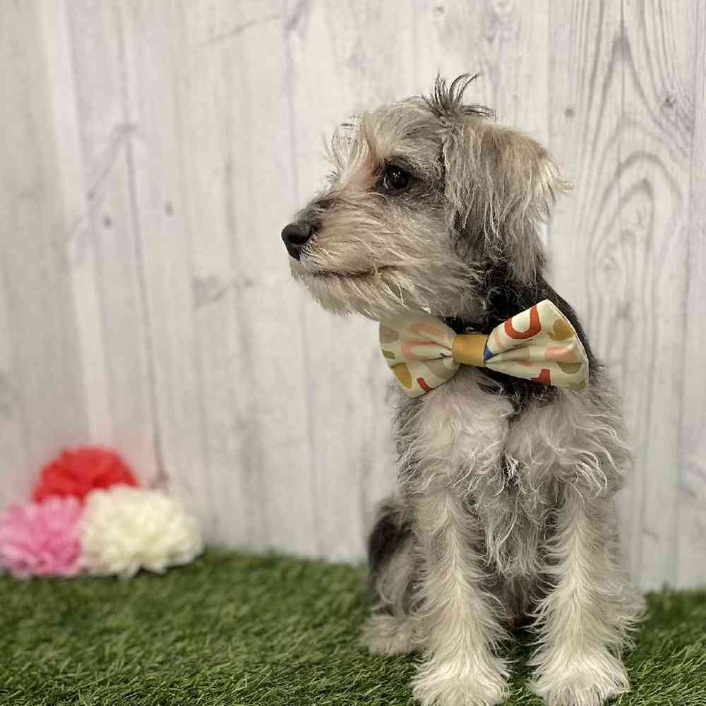 Male Miniature Schnauzer Puppy for Sale in Braintree, MA