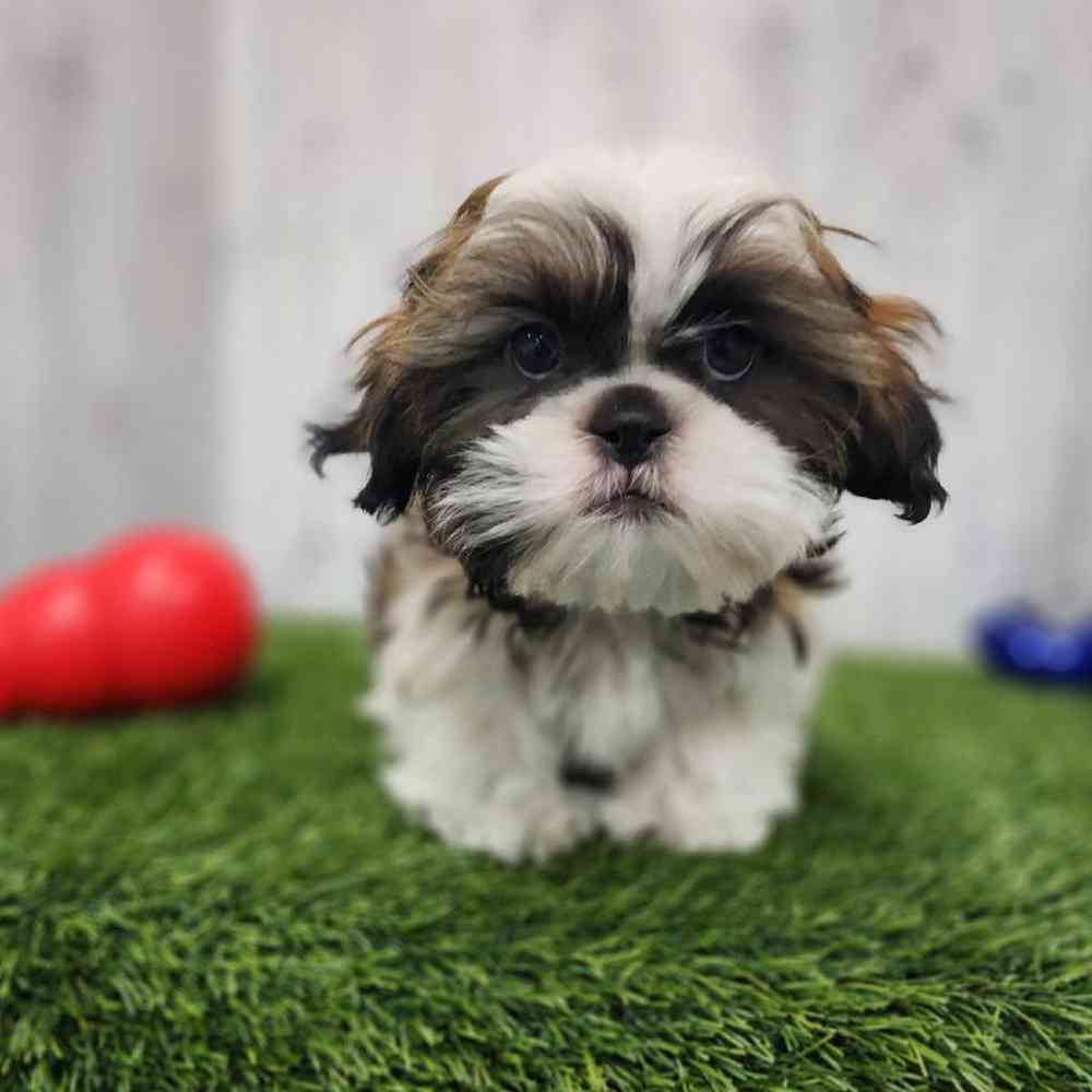 Male Shih Tzu Puppy for Sale in Braintree, MA