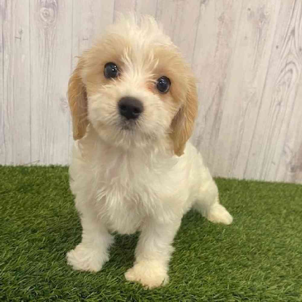 Male Cavachon Puppy for sale