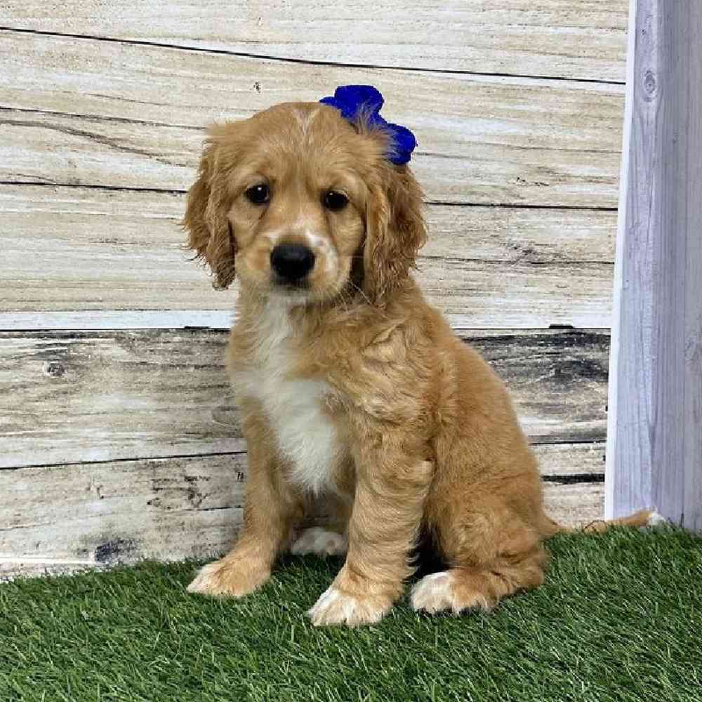 Female Golden Cocker Retriever Puppy for Sale in Saugus, MA