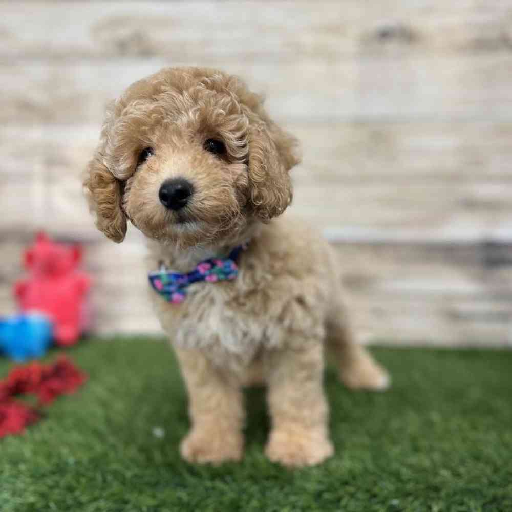 Male Mini Goldendoodle F1BB Puppy for Sale in Saugus, MA