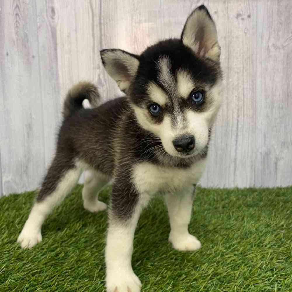 Female Alaskan Klee Kai Puppy for Sale in Saugus, MA