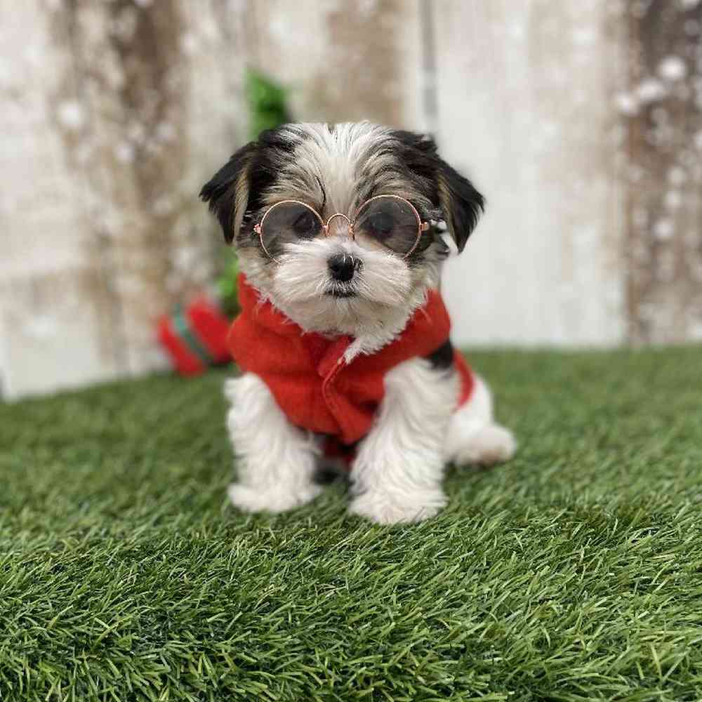 Male Morkie Puppy for Sale in Braintree, MA