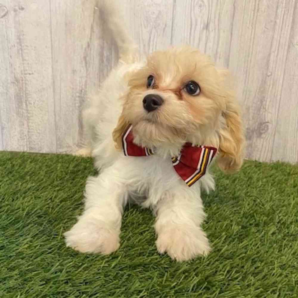 Male Cavachon Puppy for Sale in Saugus, MA