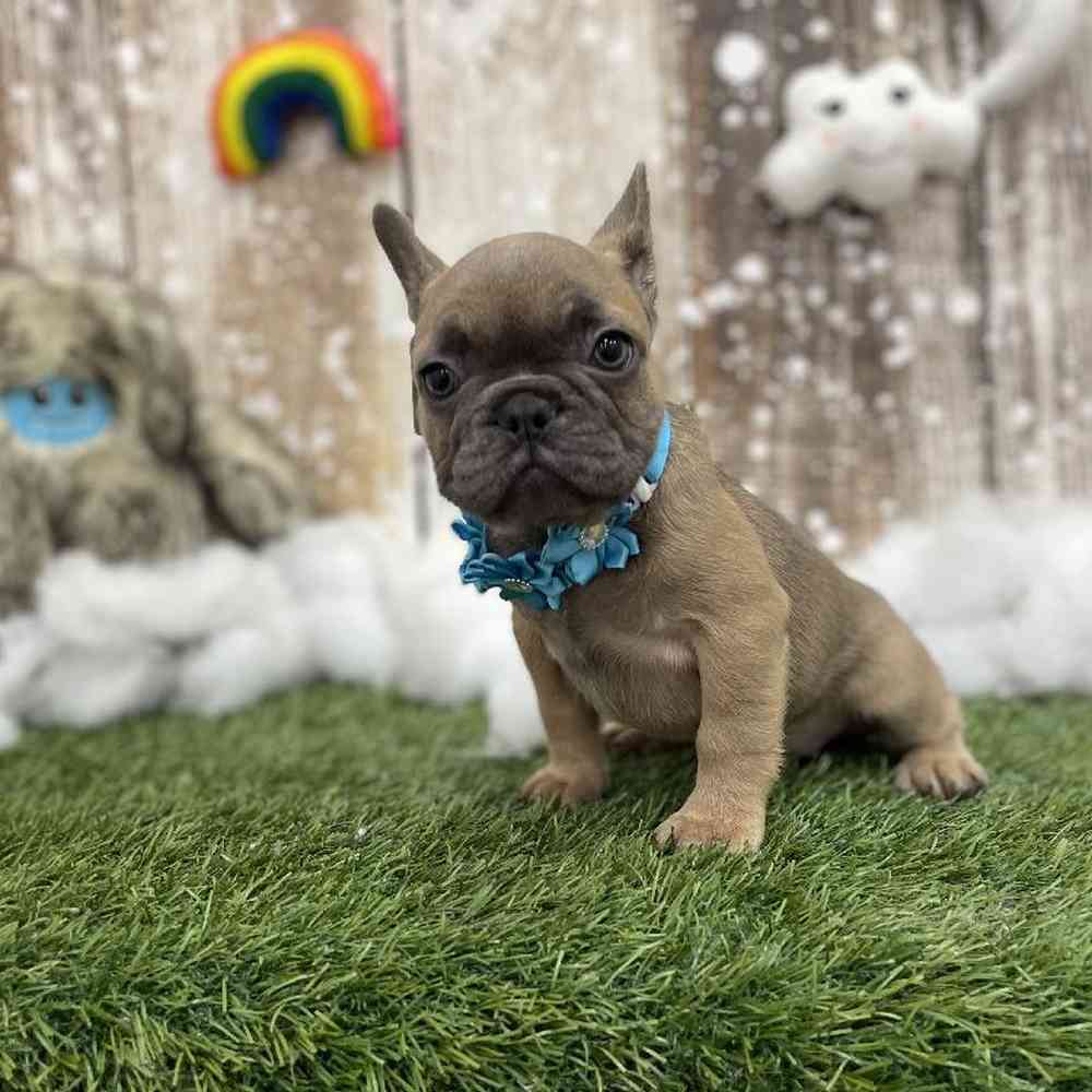 Female French Bulldog Puppy for Sale in Braintree, MA
