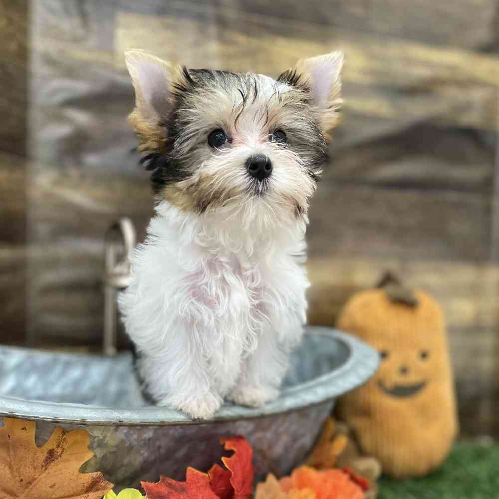 Female Yorkshire Terrier Puppy for Sale in Braintree, MA
