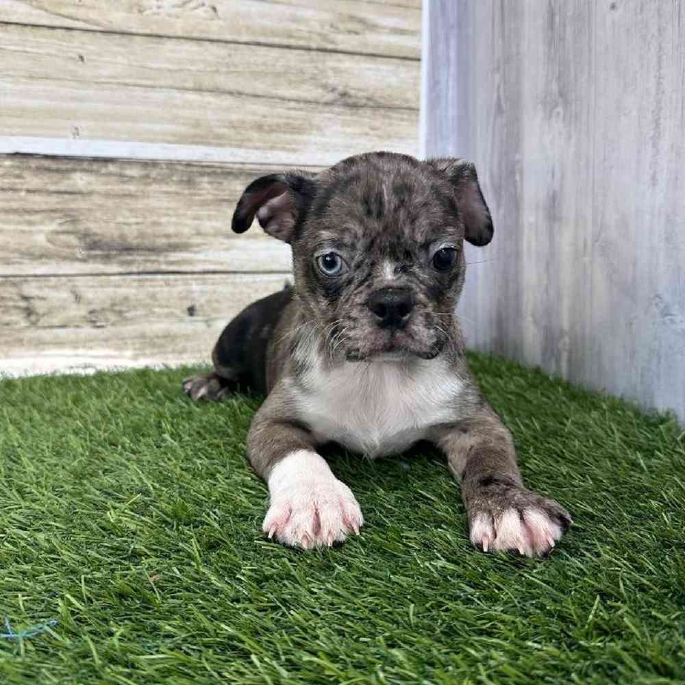 Male Bugg Puppy for Sale in Saugus, MA