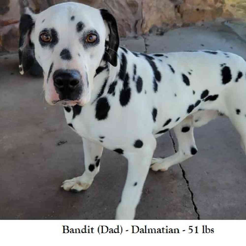 Female Dalmatian Puppy for Sale in Saugus, MA