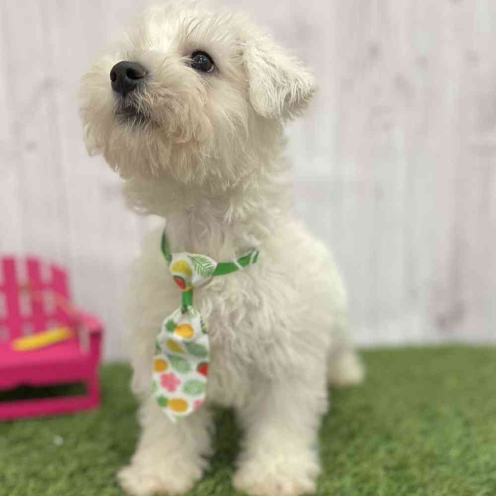 Male Chonzer (Bichon/Min Schnauzer) Puppy for Sale in Braintree, MA