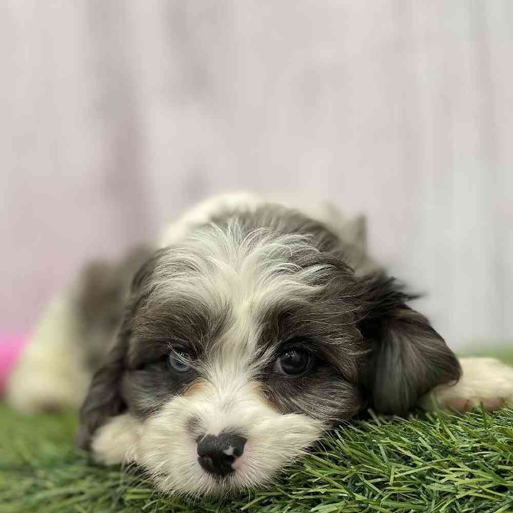 Female Cavapoo Puppy for Sale in Braintree, MA