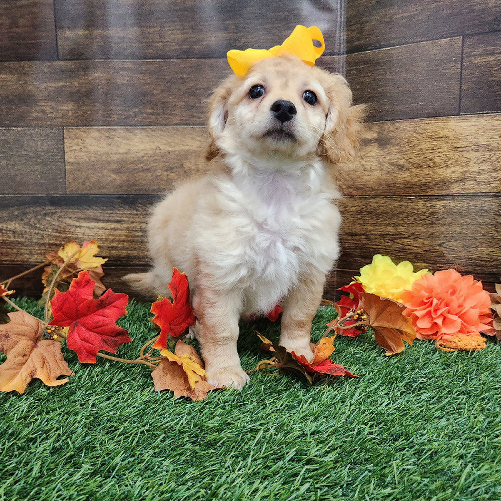Female Cockapoo 2nd Gen Puppy for Sale in Braintree, MA