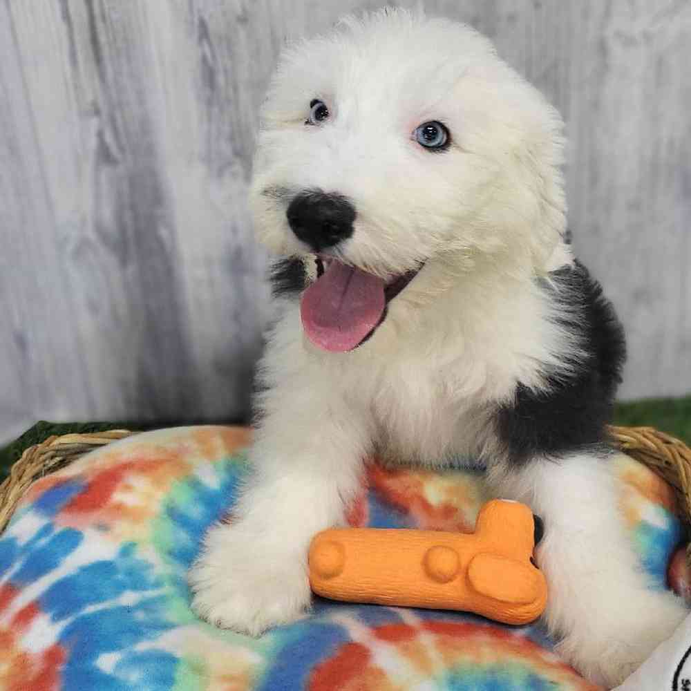 Male Old English Sheepdog Puppy for Sale in Saugus, MA