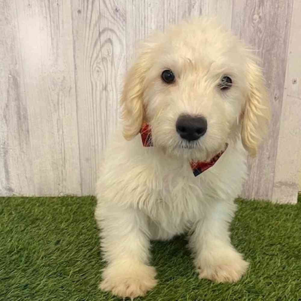 Male Mini Labradoodle Puppy for Sale in Saugus, MA