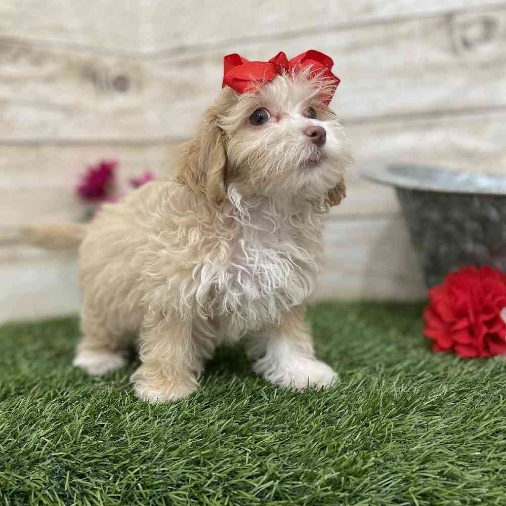 Female Cockapoo 2nd Gen Puppy for Sale in Braintree, MA