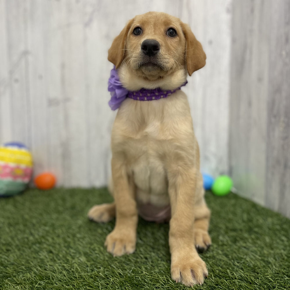 Female Labrador Retriever Puppy for Sale in Braintree, MA