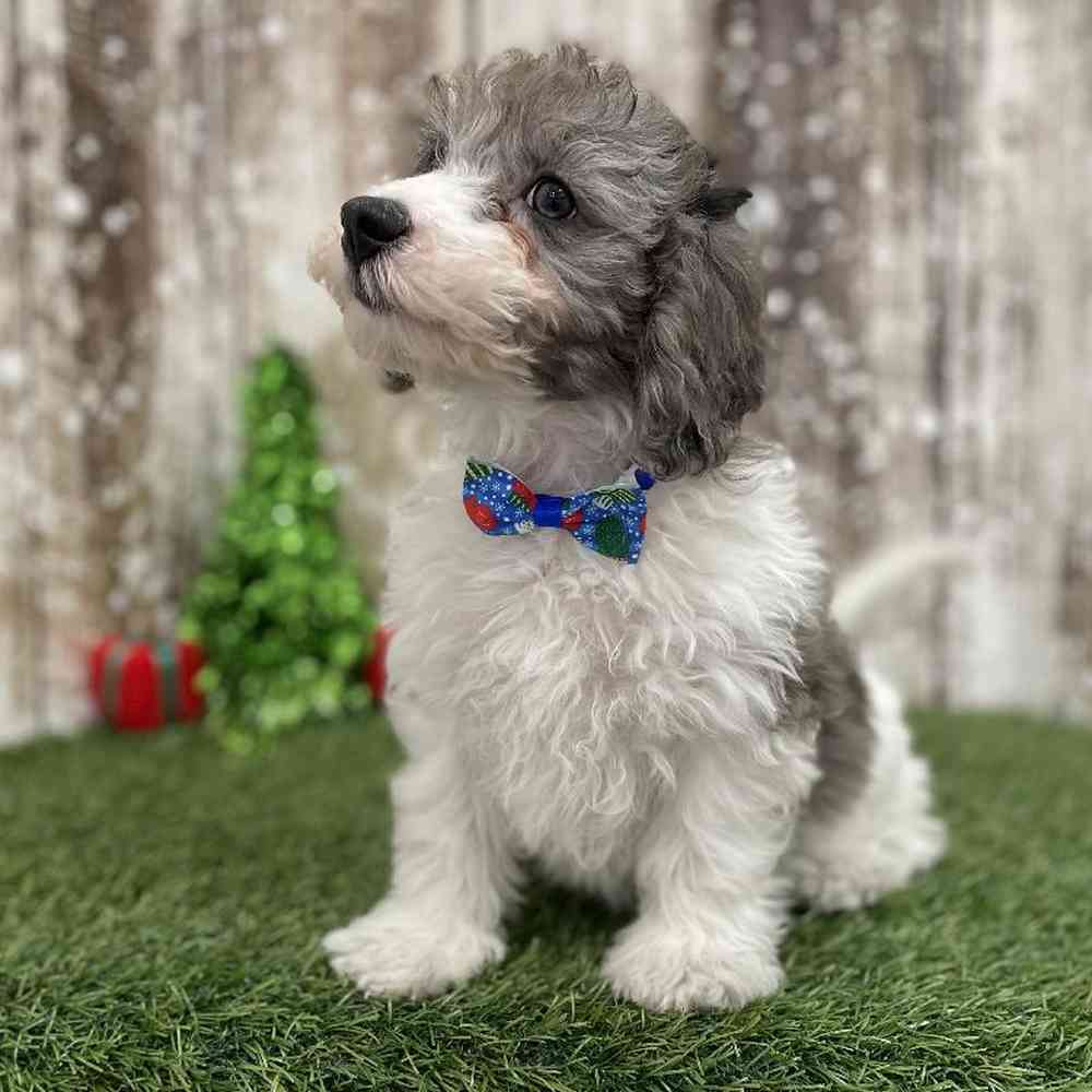 Male Cavachon Puppy for Sale in Braintree, MA
