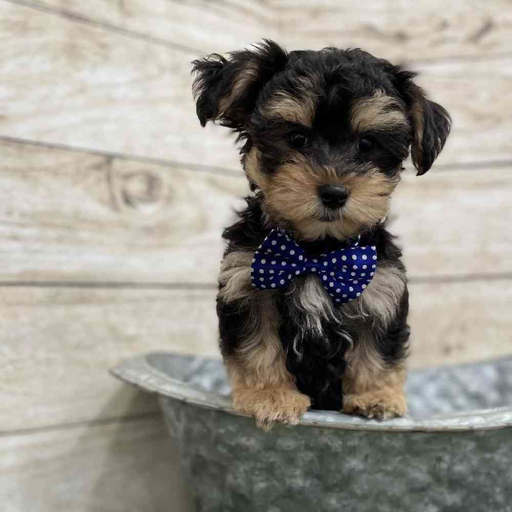 Male Morkie Puppy for Sale in Braintree, MA
