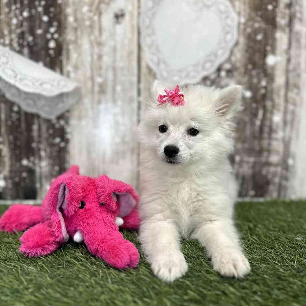 Female American Eskimo Puppy for Sale in Saugus, MA