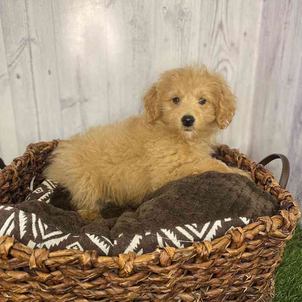 Male Mini Goldendoodle 2nd Gen Puppy for Sale in Saugus, MA