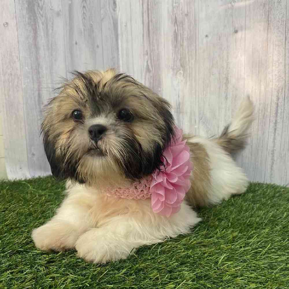 Female Shih Tzu Puppy for Sale in Saugus, MA