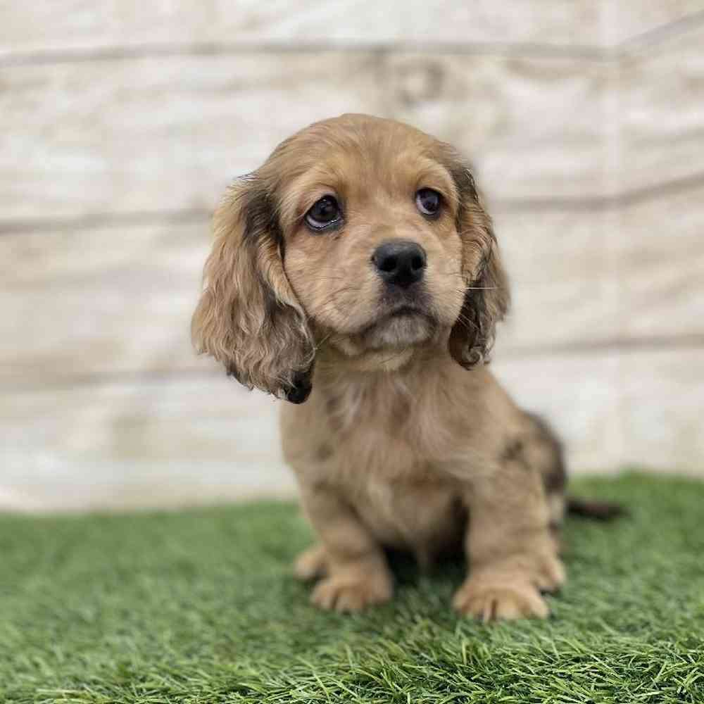Female Docker Puppy for Sale in Braintree, MA