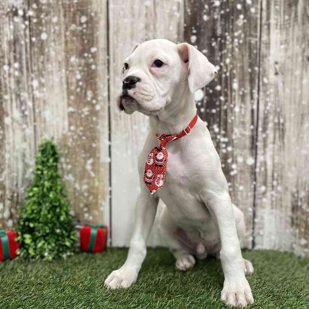 Male Boxer Puppy for Sale in Braintree, MA
