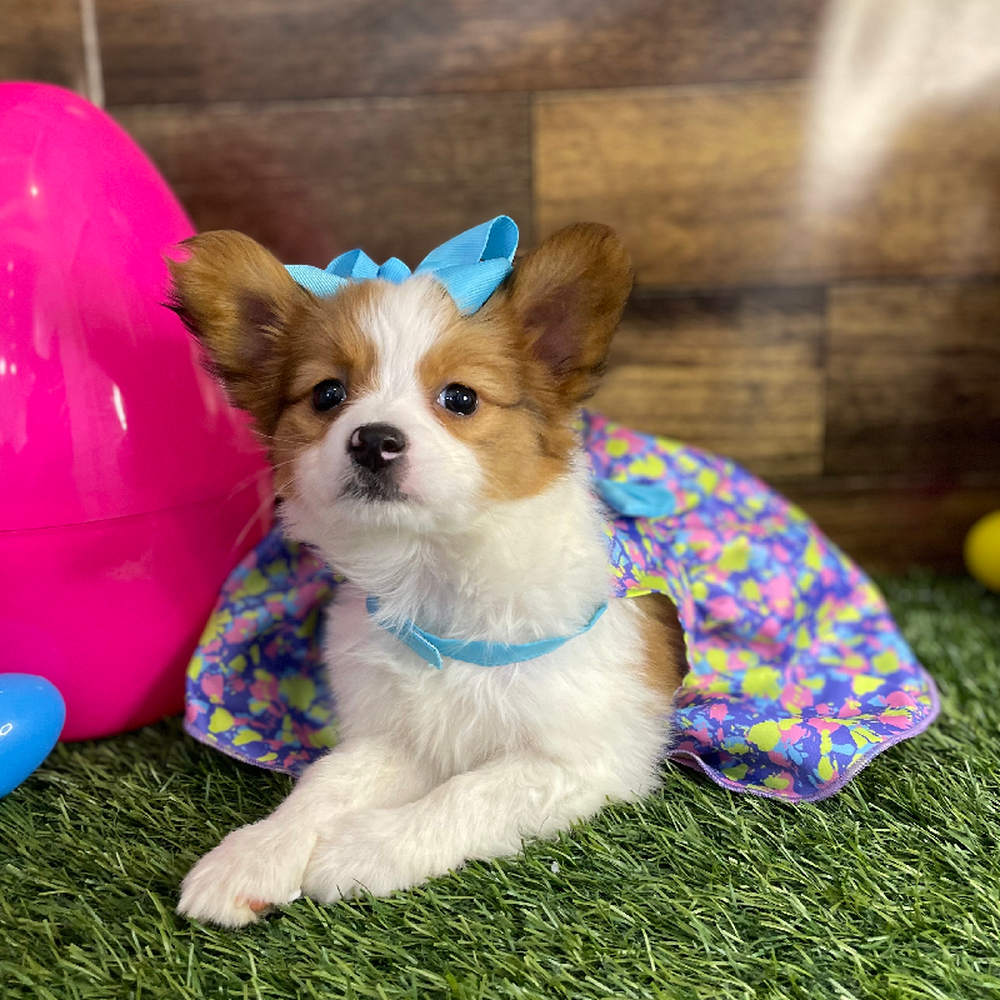 Female Papillon Puppy for Sale in Braintree, MA