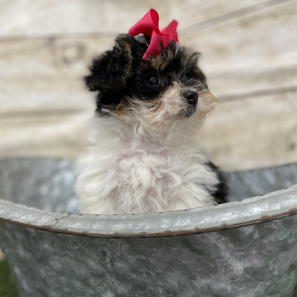 Female Yorkie-Poo Puppy for Sale in Braintree, MA